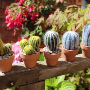 Può includere: Cinque piccoli vasi di terracotta contengono ciascuno un cactus diverso. I cactus variano di colore, dal giallo e verde al blu e verde, e sono disposti su una superficie di legno. Lo sfondo presenta fiori e fogliame vibranti.