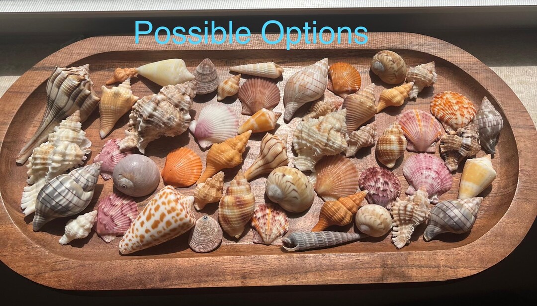 Large (20 Shells) Goody Bag - Etsy