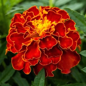 May include: Close-up of a vibrant marigold flower. The flower features layers of deep red petals with orange edges, surrounding a bright yellow center. Green leaves provide a contrasting background.