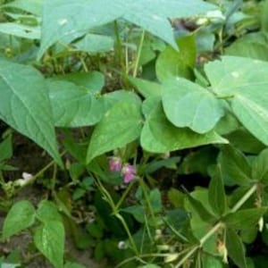 May include: Close-up of a green bean plant with large, heart-shaped leaves and small, purple flowers. The plant is growing in a garden setting, with other green foliage visible in the background. The image captures the natural details of the plant.