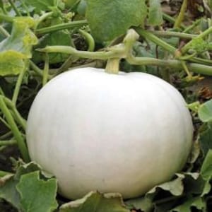 May include: A white pumpkin with a round shape, nestled among green leaves and vines. The pumpkin has a smooth surface and a short, green stem. The image is a close-up shot, highlighting the pumpkin's texture and color.