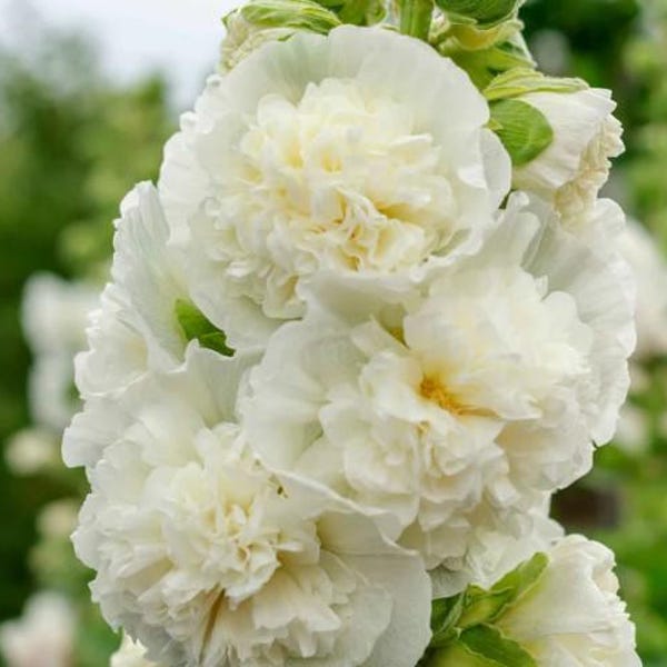 Marjorette Double White Hollyhock Seeds