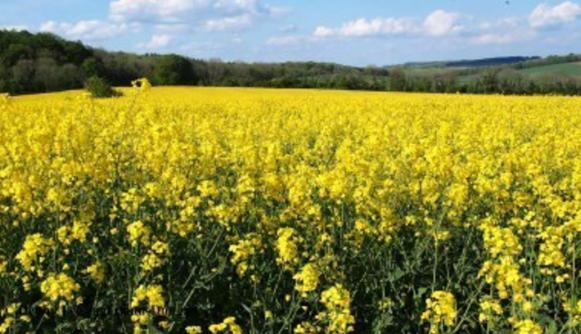 Forage Rapeseed Trophy Rapeseed Seeds – Fast-growing Forage Crop, Soil Builder ...