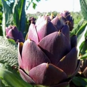 May include: Close-up of a vibrant purple artichoke with layered petals and spiky tips. The artichoke is surrounded by green leaves, suggesting a garden setting. The image highlights the texture and color of the fresh vegetable.