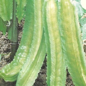 May include: Close-up of fresh, green winged beans. The beans have a ridged, rectangular shape with a light green color and a slightly yellow center. The image shows the beans in a natural setting.