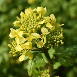May include: Close-up of a cluster of bright yellow flowers with delicate petals and tightly packed buds. The flowers are in full bloom, showcasing their vibrant color against a blurred green background. The image highlights the intricate details of the plant's structure.