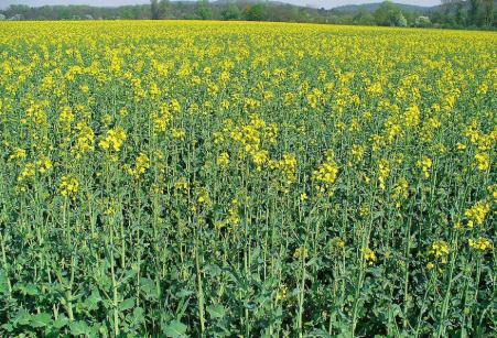 Forage Rapeseed Trophy Rapeseed Seeds – Fast-growing Forage Crop, Soil Builder ...