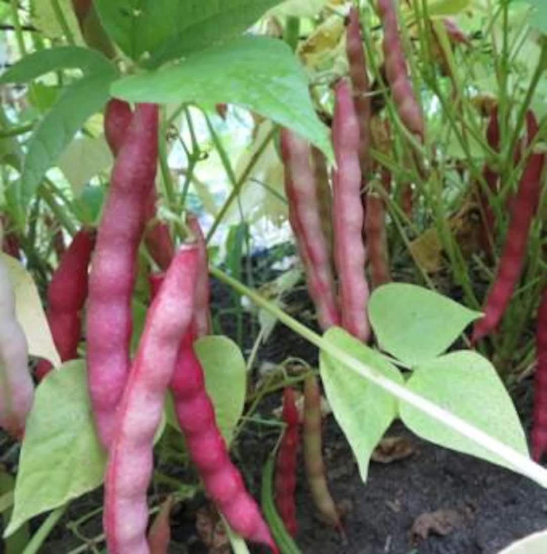 Haricot Rouge Beans – Productive Heirloom Red Beans Prized for Rich ...