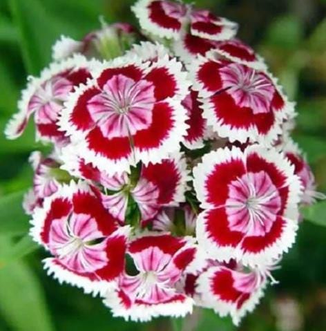 Sweet William Shop - Etsy