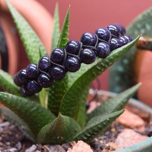 May include: A dark blue beaded bracelet with a woven design, resting on a green succulent plant. The bracelet is made of round, polished beads and black string. The background includes other potted plants.