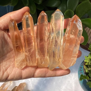Könnte beinhalten: Eine Hand hält mehrere klare Quarz-Kristallspitzen mit einem hellorangen Farbton. Die Kristalle sind unterschiedlich groß und geformt, mit scharfen, spitzen Enden. Die Kristalle werden vor dem Hintergrund von grünem Laub und einem blauen Keramiktopf präsentiert.