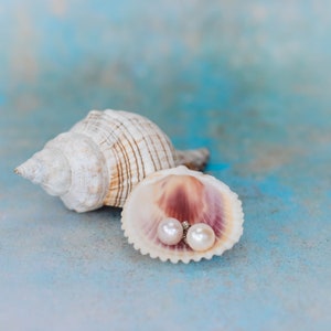 Picture shows a pair of circular, white coloured pearl stud earrings, with silver post and scroll back/butterfly fixing. The earrings are elegantly placed within a shell.