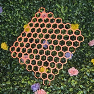 Hermit Crab Honeycomb Climbing Wall
