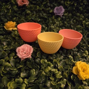 Cuencos esenciales de cangrejo ermitaño