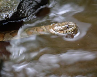 Fluss Wächter | Schlange Fotografie Serie | Einfangendes Lichtstudio