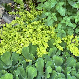 Creeping Jenny Pond Plant – Bright Trailing Groundcover for Ponds, Water Gardens & Containers