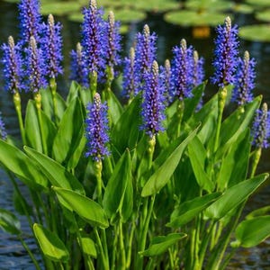 May include: A cluster of Pickerelweed plants with vibrant blue flower spikes and long, green leaves. The aquatic plants are in a pond, with lily pads and yellow flowers in the background. The image is a close-up shot of the plants.