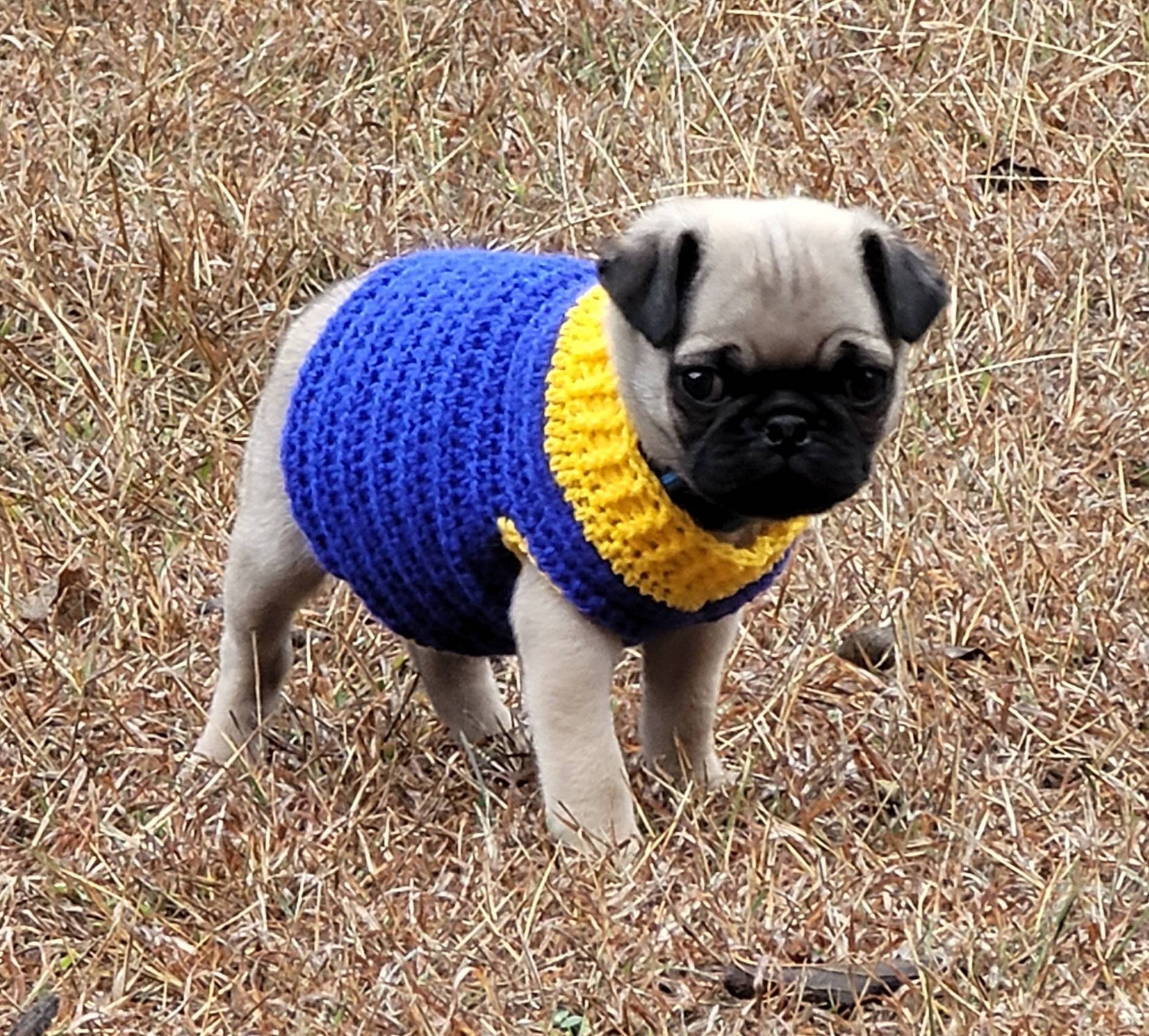 Pug Puppy Sweater Crochet Pattern French Bulldog Sweater Etsy