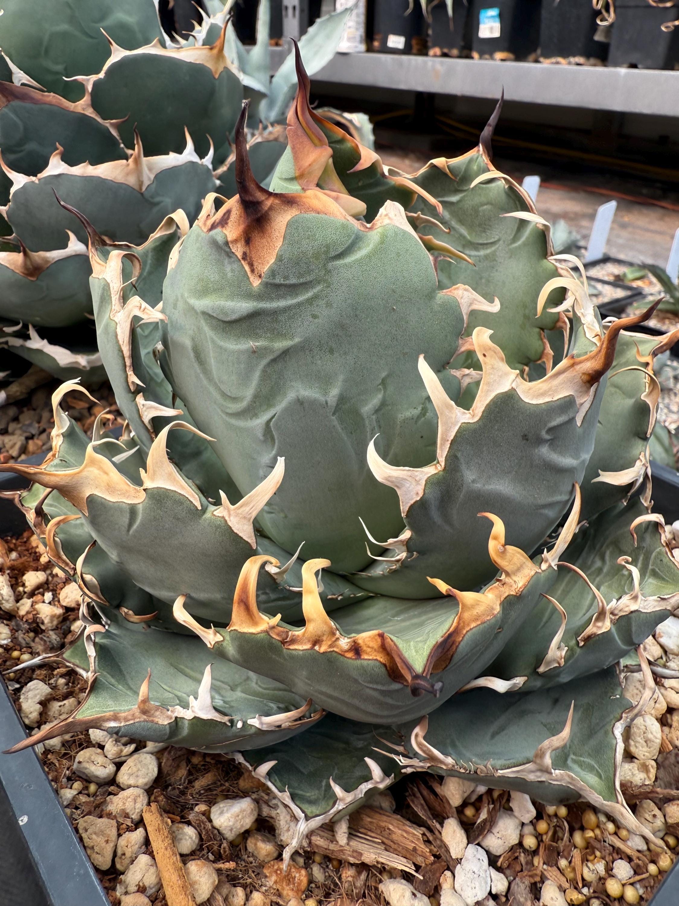 AGAVE OTEROI OAXACA 現地球オリジナルクローン ステゴサウルス AGAVE OTEROI OAXACA 現地球オリジナルクローン ステゴサウルス