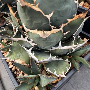 Agave Oteroi Seeds - Etsy
