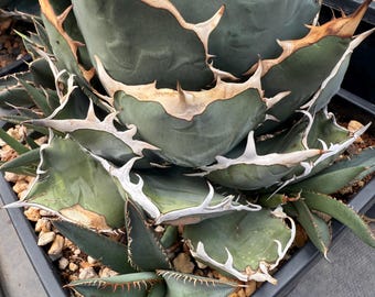 Seed Grown Agave Oteroi/titanota Offset - Etsy