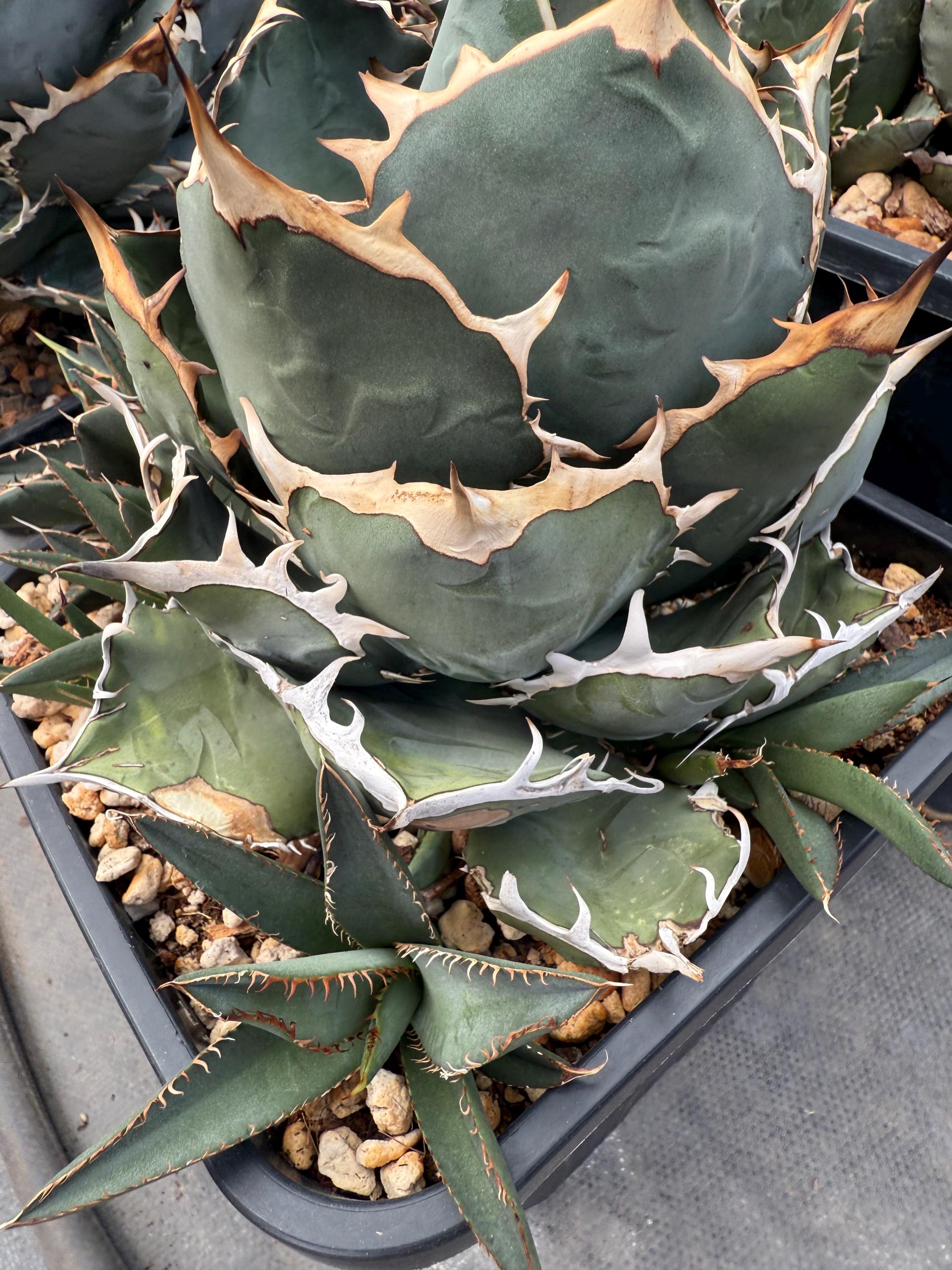 Agave Oteroi Seeds - Etsy