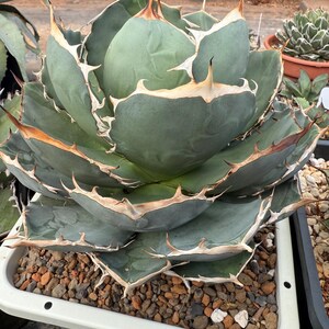 Agave Oteroi Seeds - Etsy
