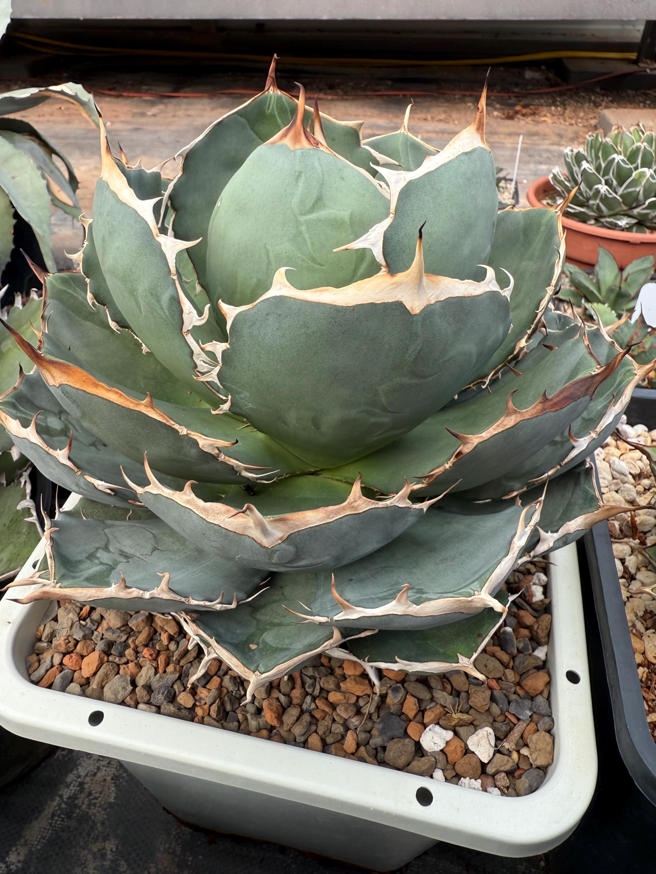 Agave Oteroi - Etsy