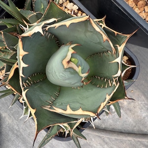 Agave Oteroi Seeds - Etsy