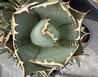 Agave Titanota 2 Gallon Size - Etsy Agave titanota 'Caesar' 2pod