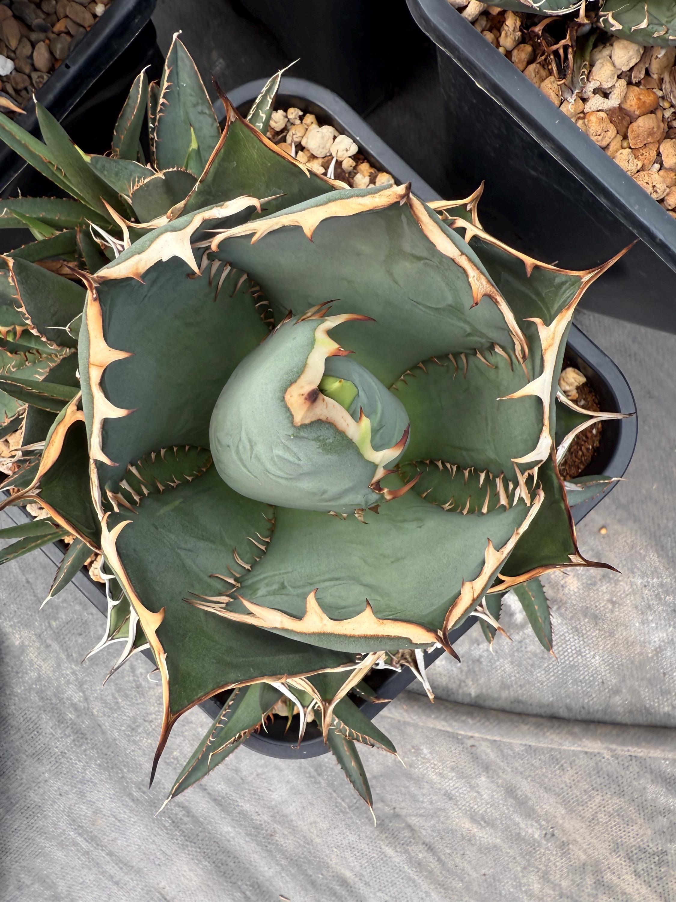 アガベ スーパーチタノタ　Agave super titanota 新着】agave 