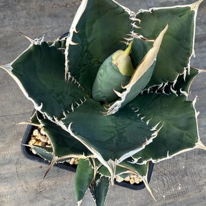 Agave Oteroi - Etsy