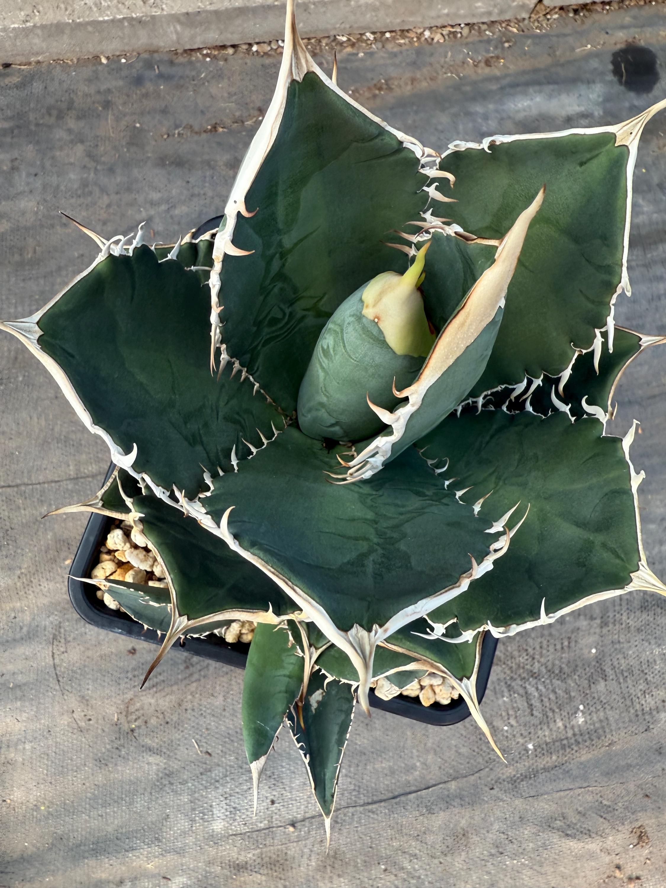 Agave Oteroi Seeds - Etsy