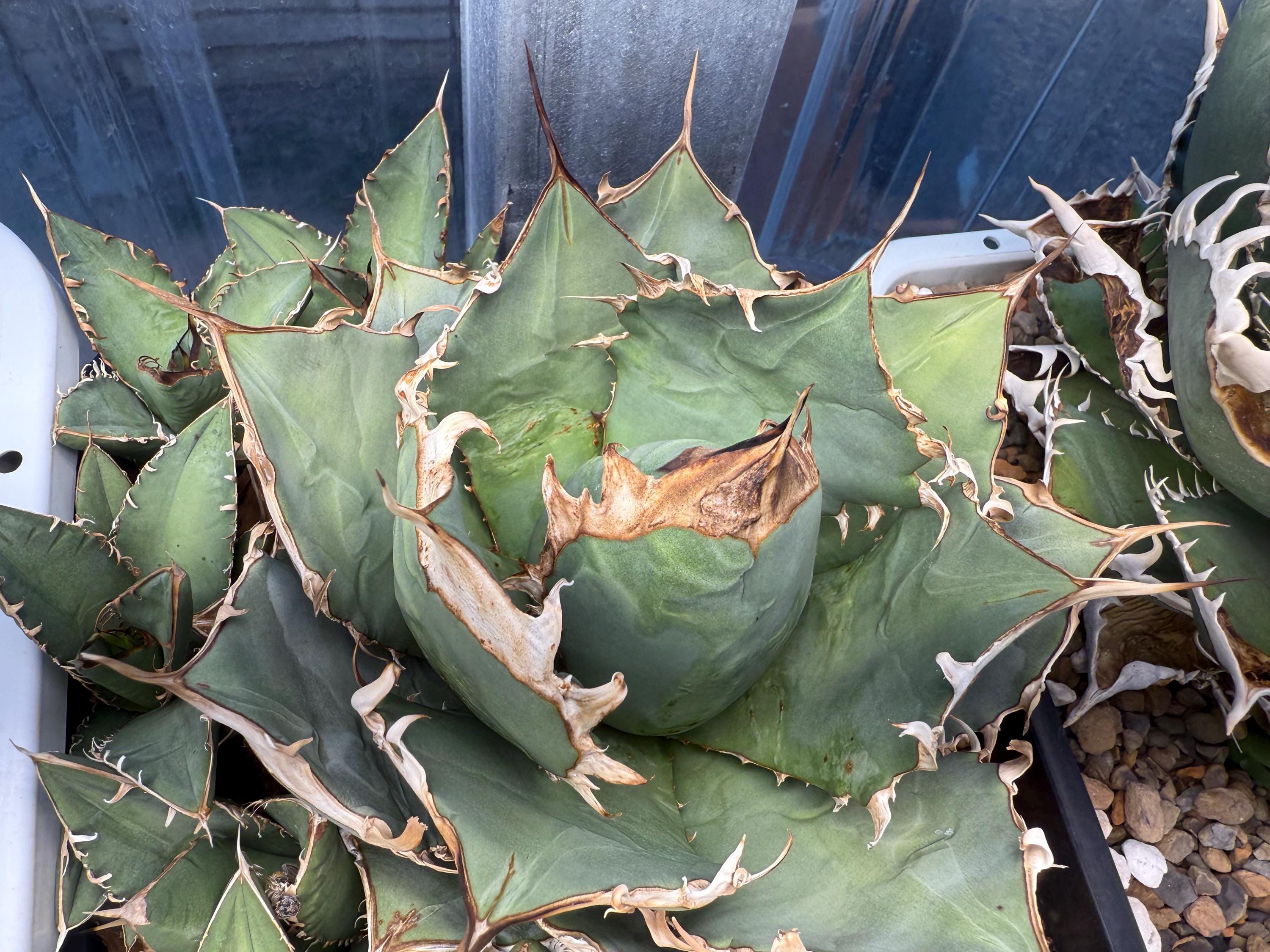 oaxaca oteroi Blue special 現地実生 ブルースペシャ Agave oteroi oaxacaーアガベ・オテロイ・オアハカーA230318