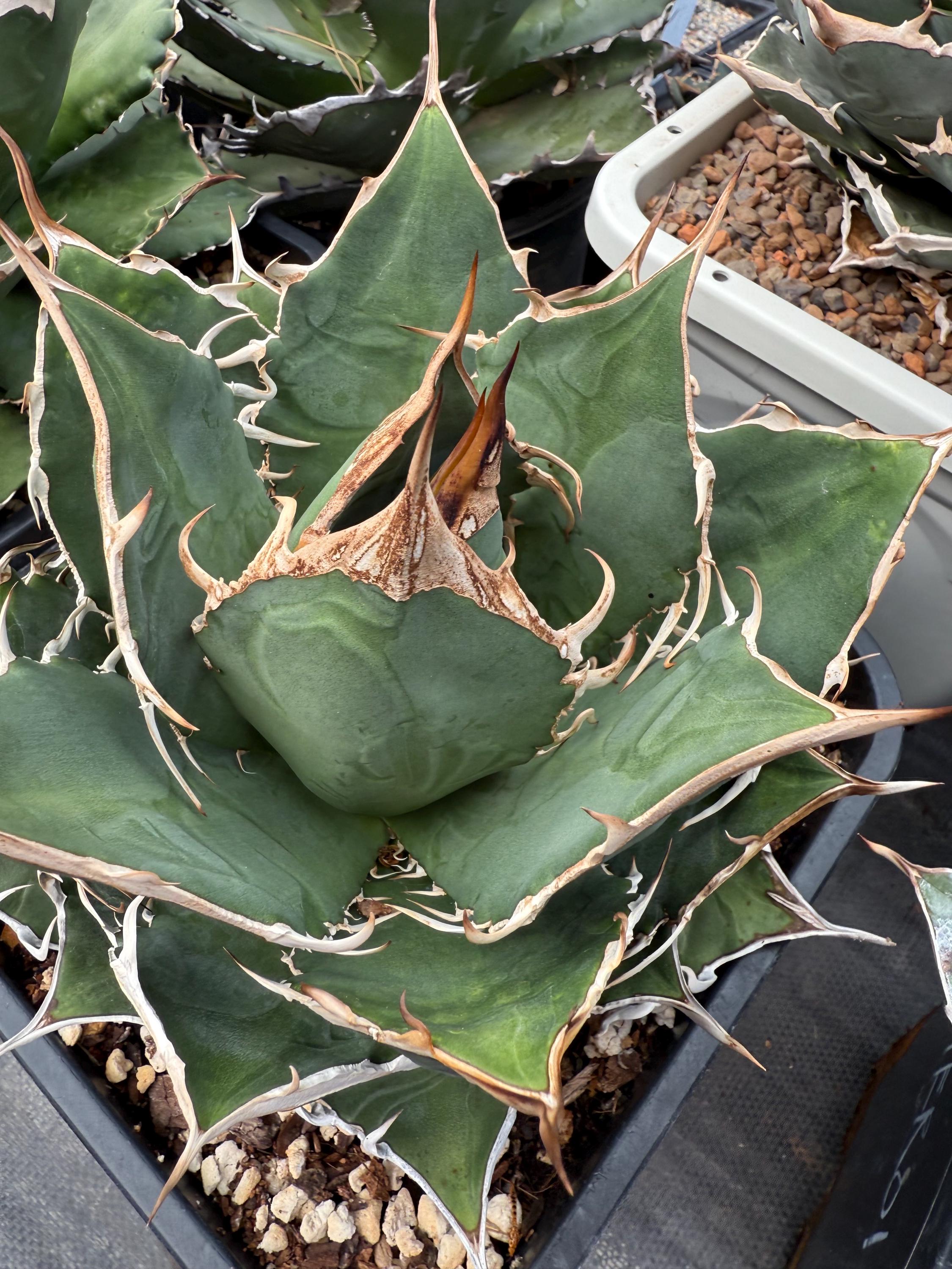 Agave Titanota Seed - Etsy