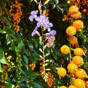 Duranta Golden Dewdrop-frön för plantering – Skyflower-buske med lila blommor och orange bär för tropisk fjärilsträdgård, insynsskyddshäck
