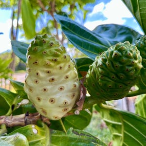 Hawaiian Noni Tree Seeds Heirloom Morinda Citrifolia Tropical Fruit Tree Fast Growing Medicinal Superfood Organic Plant Garden Starter Kit