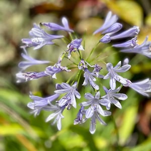 Blaue Agapanthus Lilie der Nil-Samen Atemberaubende Sommergartenblumen aus frischen, getrockneten Blüten