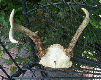 Vintage Deer Antlers with Hanging Wire. Natural Real Antlers & Skull. Wall Hanging. Cabin, Lake House, Lodge, Man Cave, Rustic Decor.