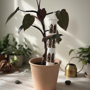 Peut inclure: Une plante en pot avec des feuilles bordeaux foncé et une tour décorative blanche. La plante est dans un pot en terre cuite. D'autres plantes et un arrosoir doré sont en arrière-plan.