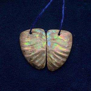 May include: Two teardrop-shaped pieces of iridescent ammonite fossil shell, each featuring a natural brown base with vibrant, shimmering green, gold, and red flashes across the surface. Each piece has a small hole at the top with blue thread.