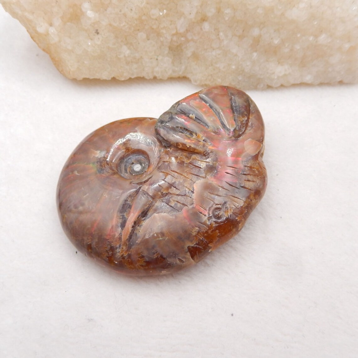 ammonite stone ammonite stone
