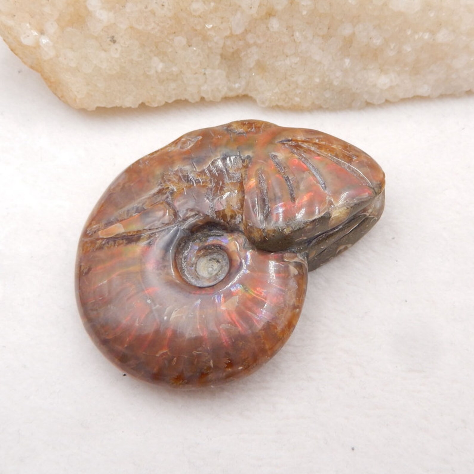 ammonite stone ammonite stone