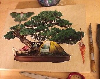 Bonsai Camping 001