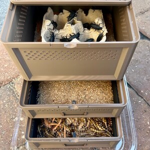 Superworm Breeding System Breed And Raise Your Own Live feeders Etsy Superworm Breeding System Breed And Raise Your Own Live feeders Etsy
