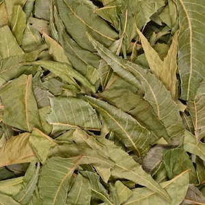 Organic Neem Leaves Tea| Dried Azadirachta Indica Leaves| Herbal Loose Leaf| Natural CaffeineFree Infusion| Bulk orders| Organic Neem whole