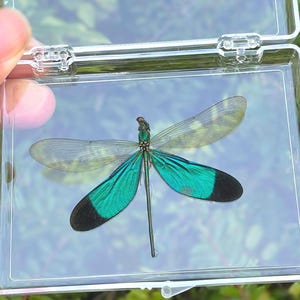 Real Butterfly Specimen,Gift for Nature Lovers, Butterfly Wall Decor, Insect Specimen Gift, Butterfly DIY Crafts, Natural aesthetic specimen