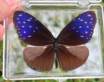 Real Butterfly Specimen, Preserved Butterfly in Box, Gift for Nature Lovers, Insect Specimen Gift, Natural aesthetic specimen, Unique Gift