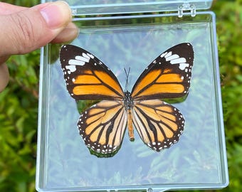 Echtes Schmetterlingsmuster in der Acryl-Schaukasten-Box, Museumsqualität, schwimmende Wandkunst, einzigartiges Geschenk, Geschenk für Naturliebhaber