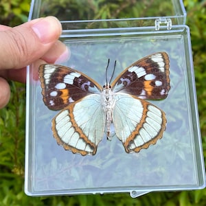 Puede incluir: Una mariposa preservada, exhibida en una caja de plástico transparente. Las alas presentan intrincados patrones de color marrón, naranja, blanco y azul claro. La mariposa está centrada en la caja, mostrando sus delicados detalles.